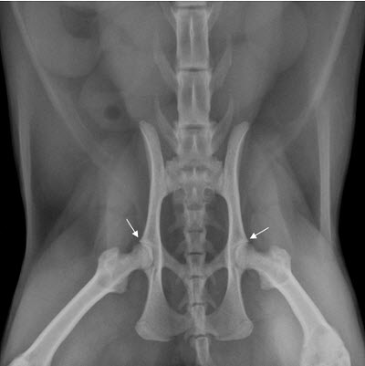Arthritis in dogs and cats. Normal hips in a cat - arrows point to the nice smooth joint surfaces
