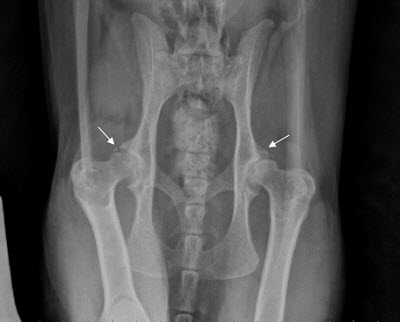 Arthritis in dogs and cats. Both hips in this cat are affected by arthritis - arrows point to roughened edges of the joint