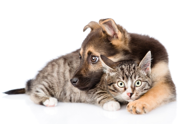 Tips and advice on how to get dogs and cats to live together