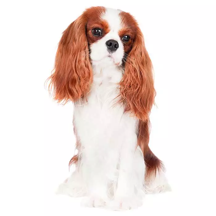 Is a cavalier king store charles a small breed