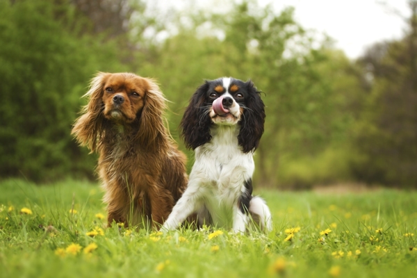 Cavalier King Charles Spaniel Dog Breed: Personality & Facts