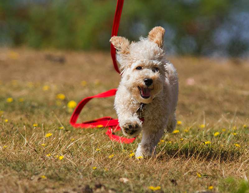 cavoodle-running-in-park Cavoodle Bow Wow Meow Pet Insurance