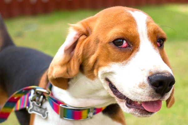 how serious is cherry eye in dogs