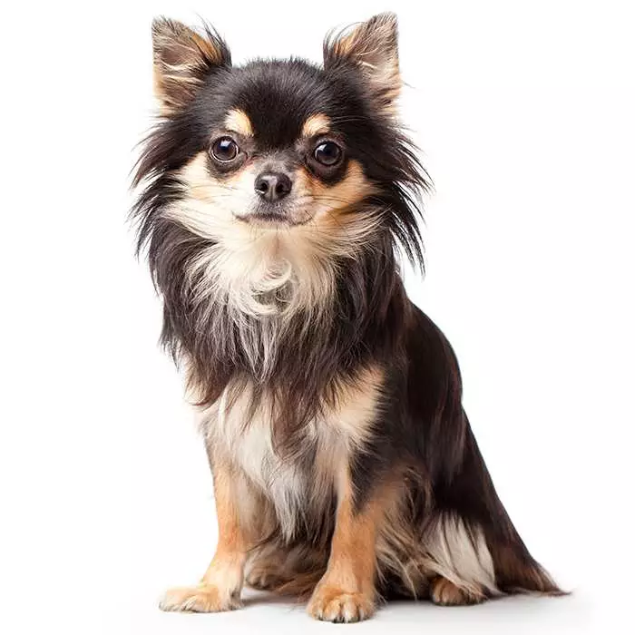 are chihuahuas a good dog breed for home protection