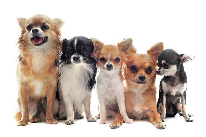 chihuahua-dogs-on-white