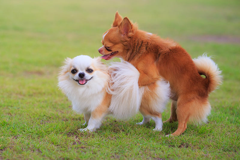 chihuahua-mating-dogs-sex-humping