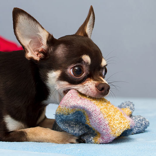 chihuahua-playing-with-sock-1
