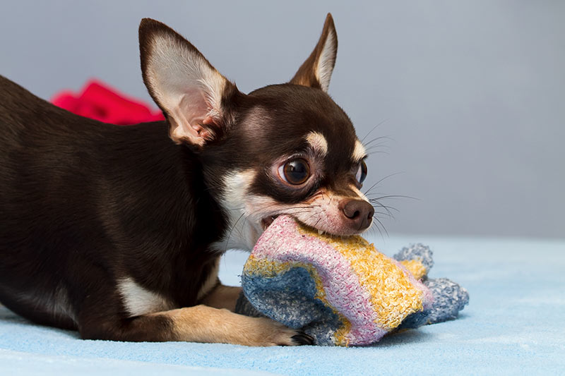 Chihuahua chewing a sock