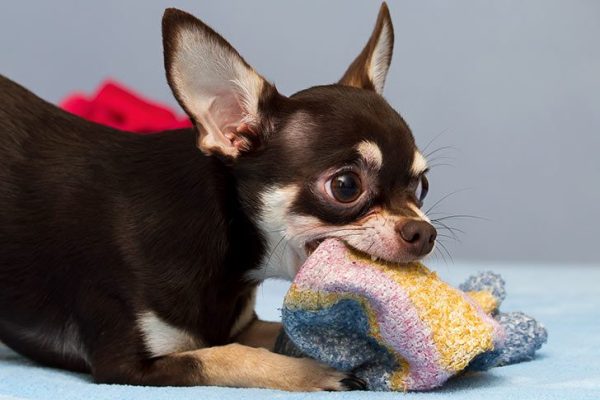chihuahua playing with sock