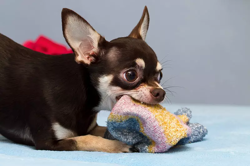 chihuahua playing with sock