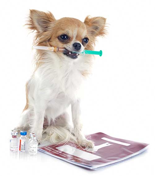 chihuahua-vaccination-dog-booklet-medical