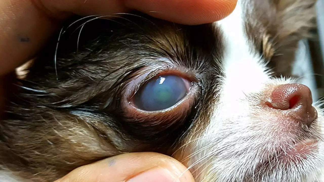 corneal scratch dog