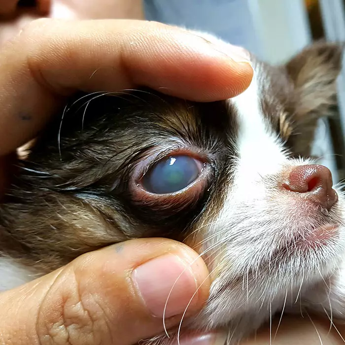 shampoo in dog's eye