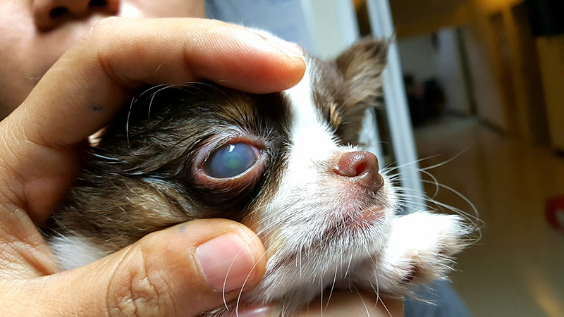 chihuahua with corneal ulcer