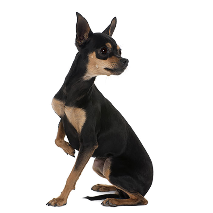 Gait Abnormality In Dogs Causes, Symptoms & Treatment