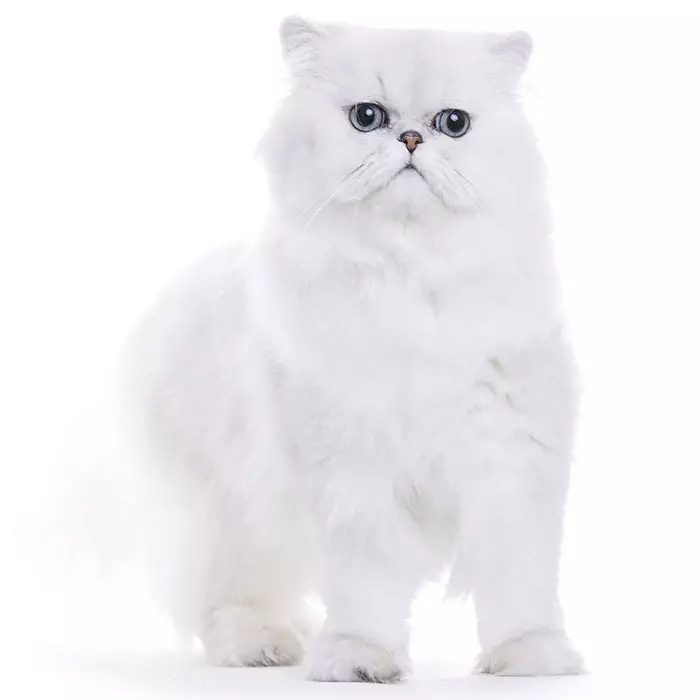 silver tipped chinchilla persian kittens