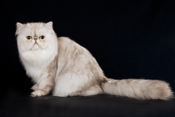 Chincilla Cat Bow Wow Meow Pet Insurance