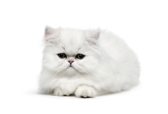 Chincilla Cat Bow Wow Meow Pet Insurance