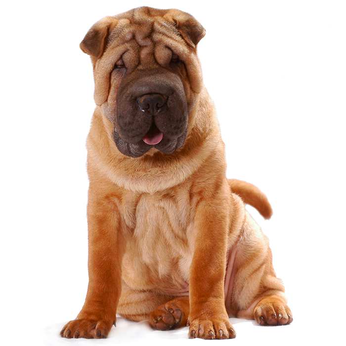 Shar Pei Dog Breed Information | Temperament & Health