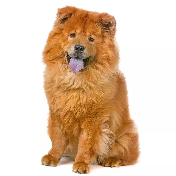 Chow chow 2025 war dog