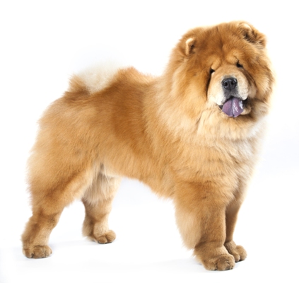 Chow Chow Bow Wow Meow Pet Insurance