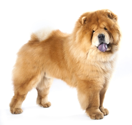 Chow Chow Dog Breed Information 