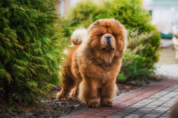 are chow chow aggressive