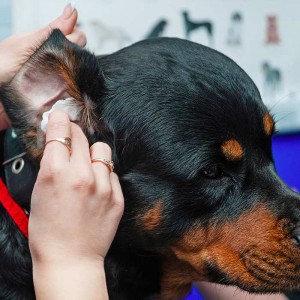 Cleaning dogs’ ears