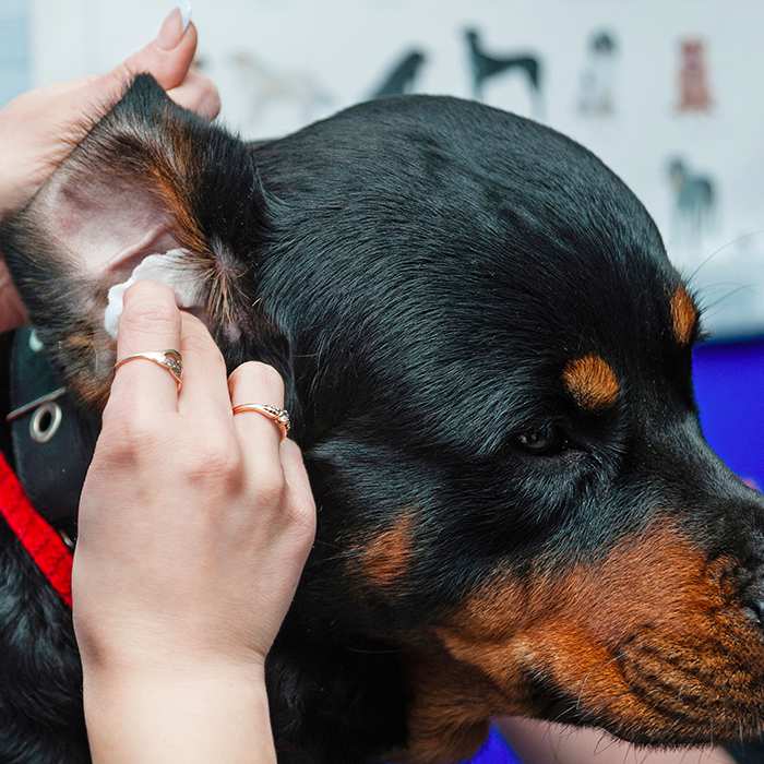 очищающие уши-ротвейлер-собака-700x700