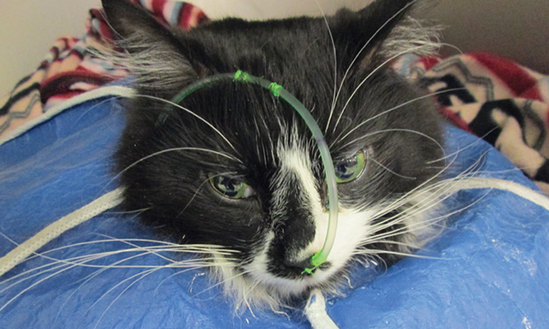 Pancreatitis in cats. Tube feeding may be required in the treatment of feline pancreatitis