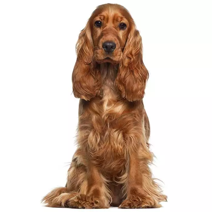 cocker spaniel breed