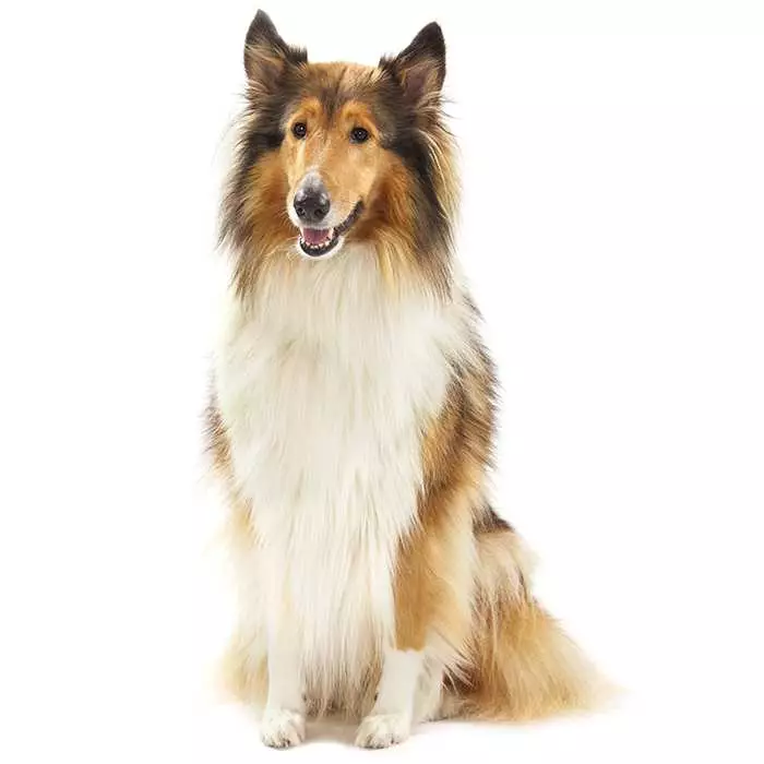 Owning a best sale rough collie