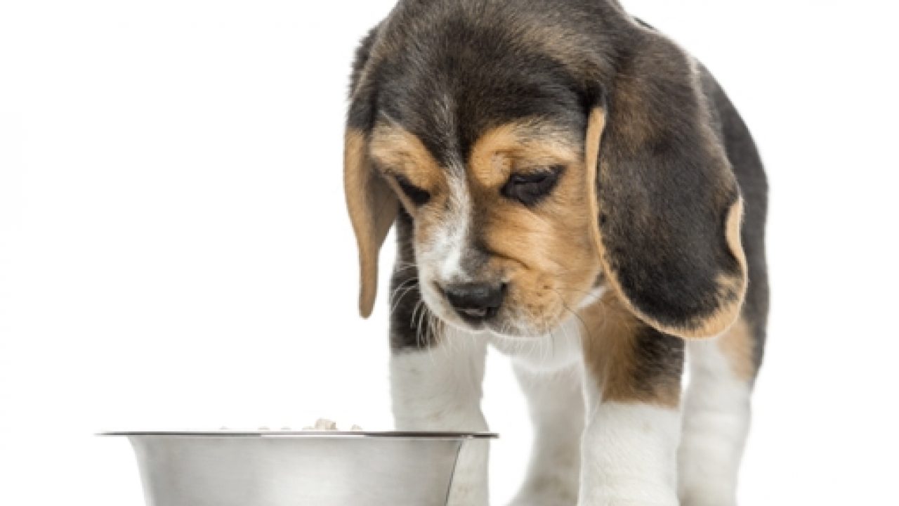 constipation signs in dogs