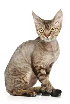 Cornish Rex Cat