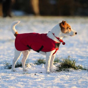 fox-terrier-dog-with-red-coat-standing-in-snow
