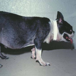 Hyperadrenocorticism (Cushing’s disease) in dogs