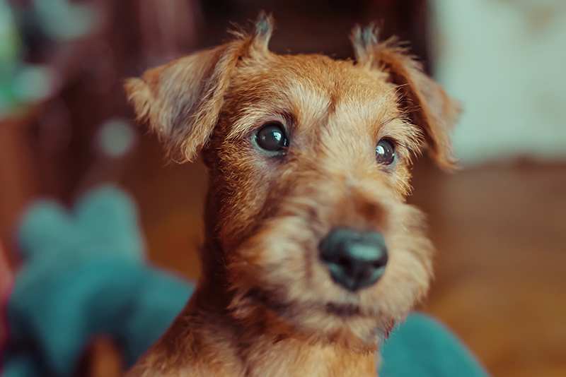 cute-irish-terrier-puppy-close-up-face