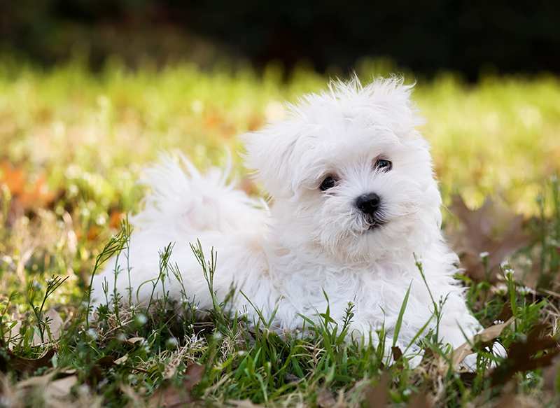 cute-maltese-puppy-2months-lying-in-grass-in-autumn Maltese Bow Wow Meow Pet Insurance