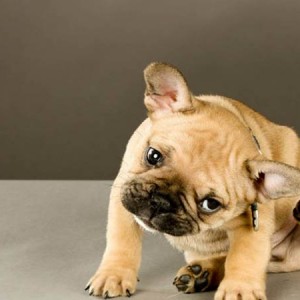 cute-puppy-scratching-ear-300×300