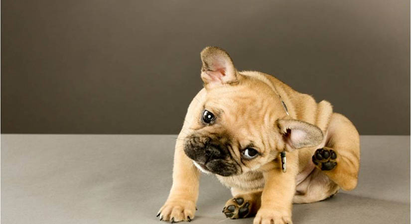 cute-puppy-scratching-ear