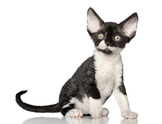 Devon Rex Cat Bow Wow Meow Pet Insurance