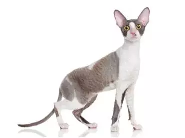 Devon Rex Cat