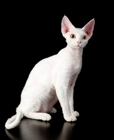 Devon Rex Cat Bow Wow Meow Pet Insurance