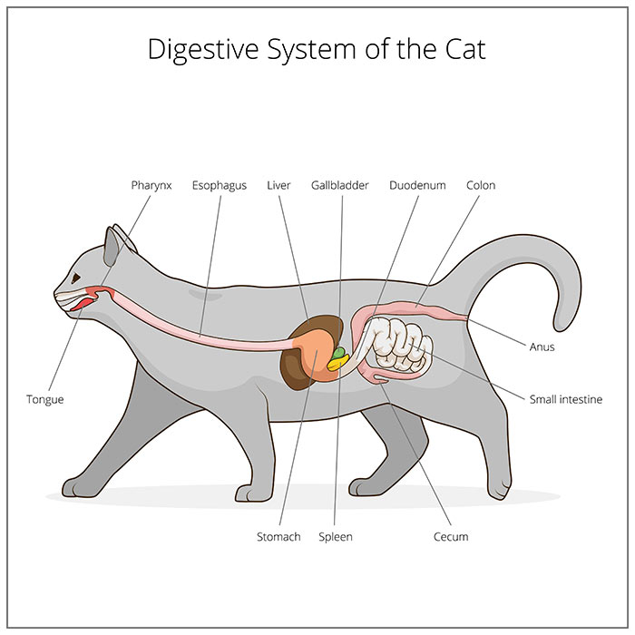 digestive-system-cat-illustration, bowel obstruction in dogs, bowel obstruction in cats, dog intestinal blockage, cat intestinal blockage; intestinal obstruction in dogs