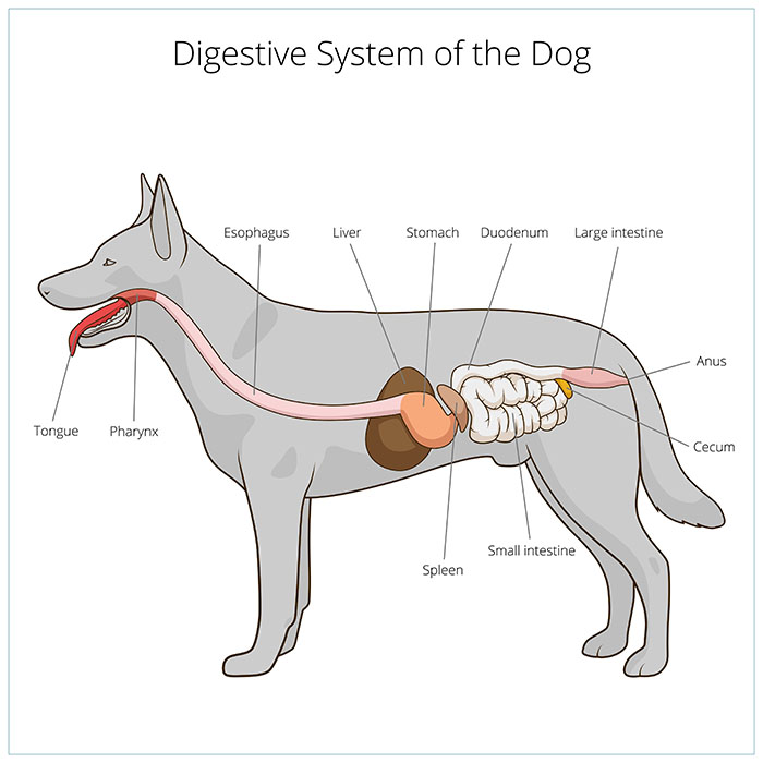 digestive-system-dog-illustration, bowel obstruction in dogs, bowel obstruction in cats, dog intestinal blockage, cat intestinal blockage; intestinal obstruction in dogs