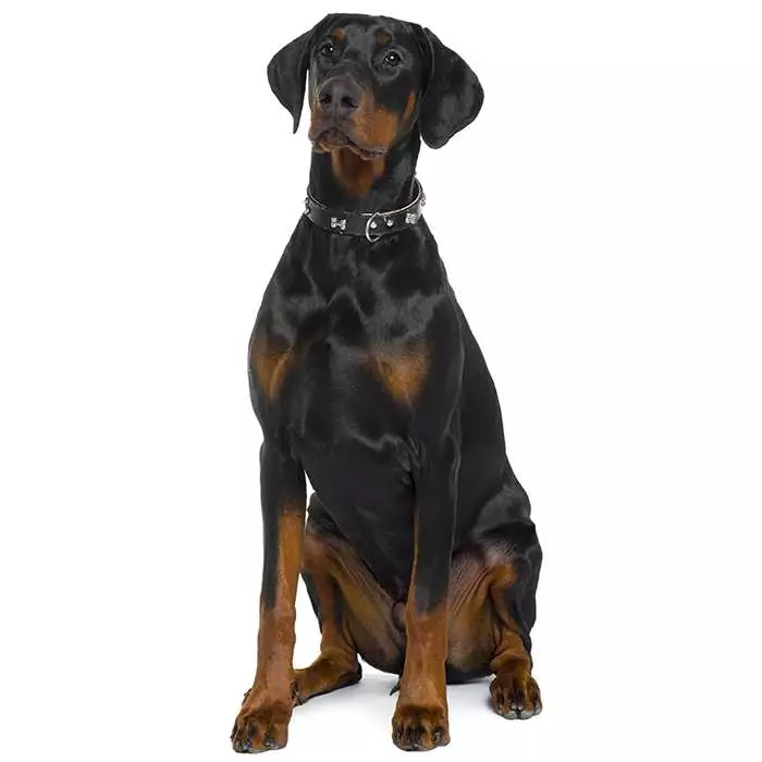 how many breeds make up a doberman