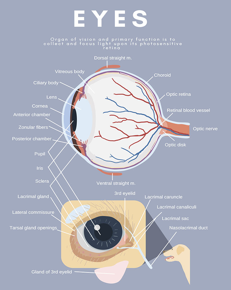 dog canine eye anatomy diagram