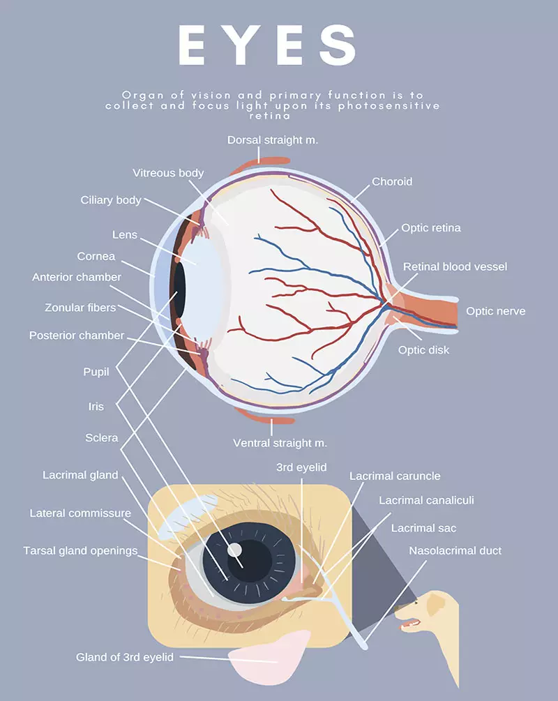 Eye  Ocular  Anomaly In Dogs And Cats