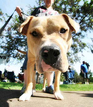 dog-close-up-face-walk