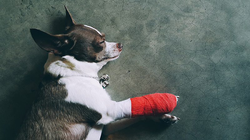 dog-dew-claw-post-surgery-bandage